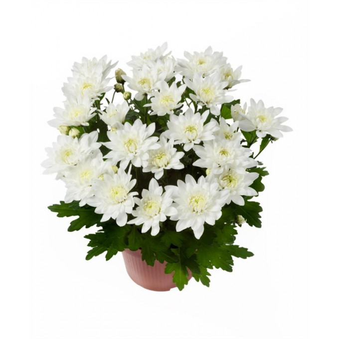 Бувардия Бувардия