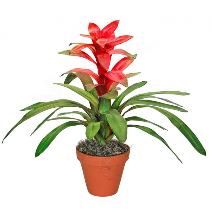 Гузмания Гузмания