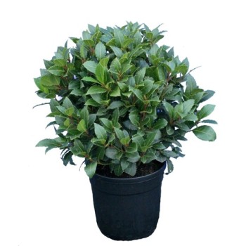 Лавр благородный Лавр благородный