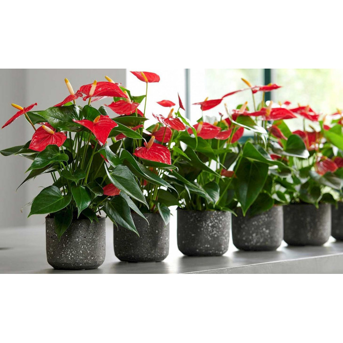 Антуриумы в Макинске