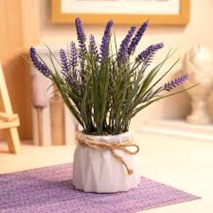 Лаванда в Макинске