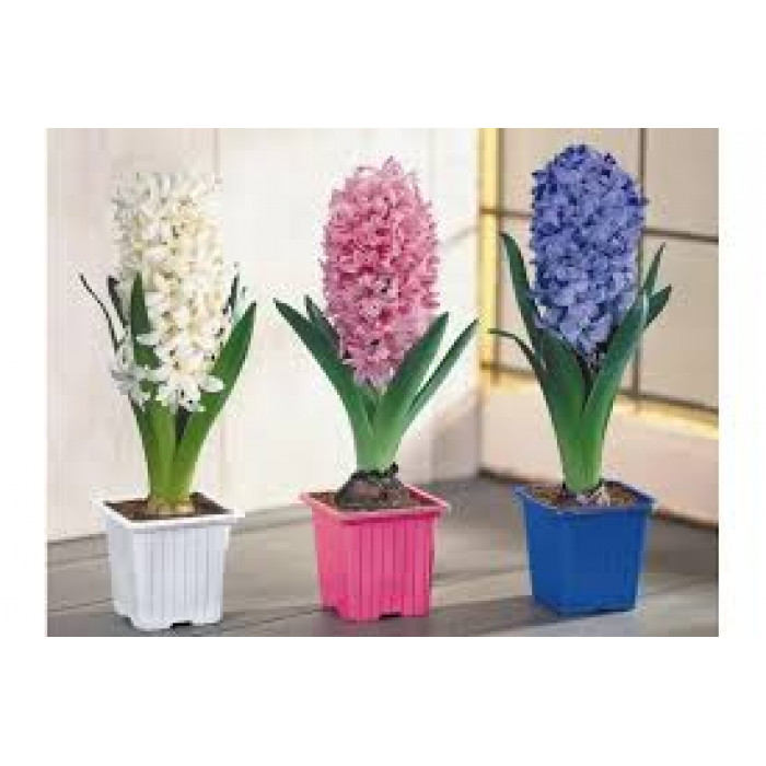 Гиацинты в Макинске