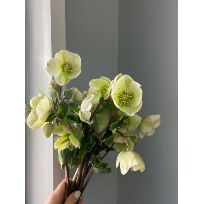 Хелеборус в Макинске