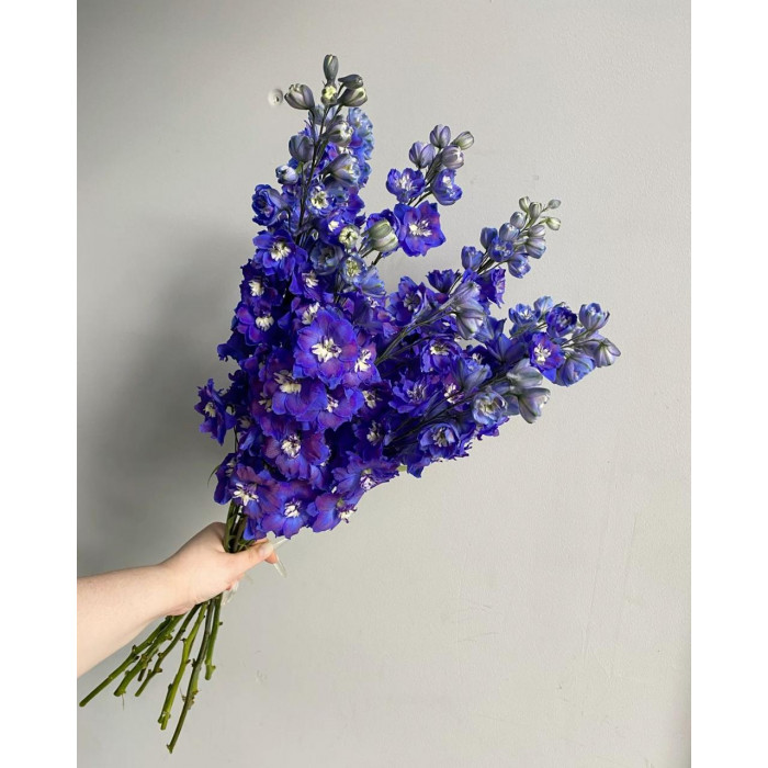 Делфиниум в Макинске