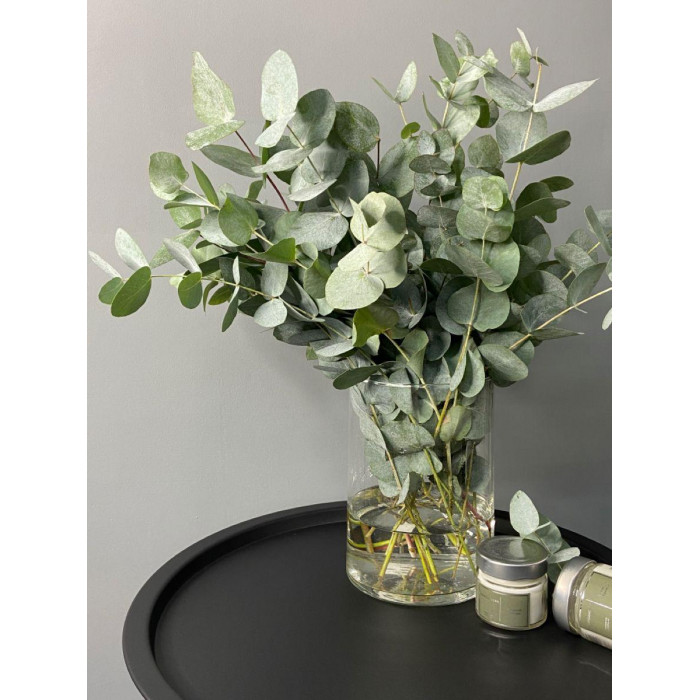 Эвкалипт в Макинске