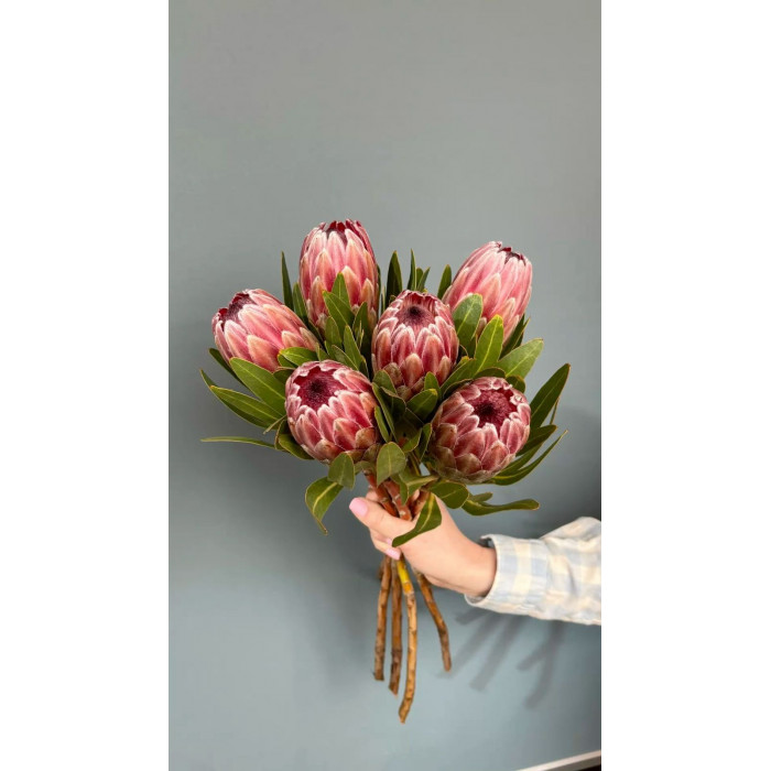 Протея в Макинске