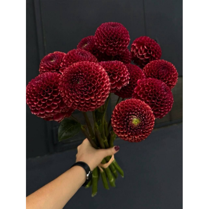 Георгины в Макинске