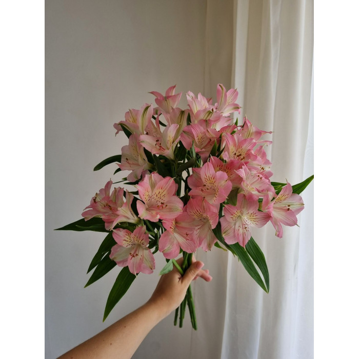 Альпиния в Макинске