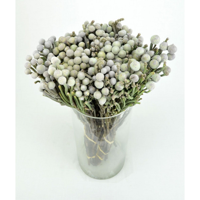 Бруния в Макинске