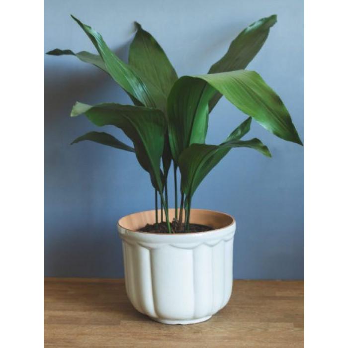 Аспидистра в Макинске