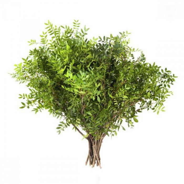 Писташ в Макинске