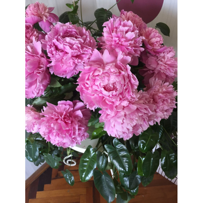 Пион древовидный в Макинске