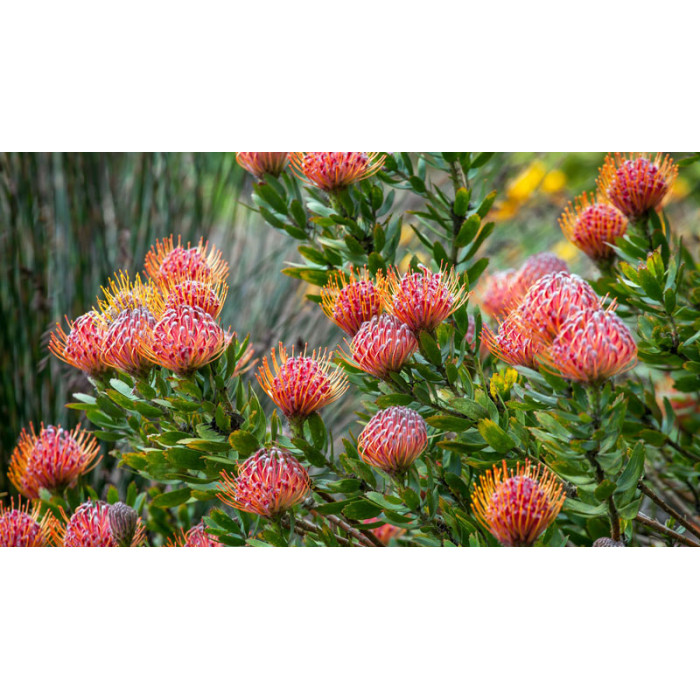 Леукоспермум в Макинске