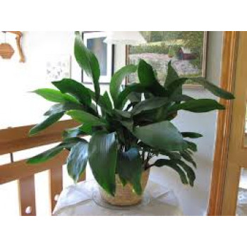 Большой цветок аспидистры Большой цветок аспидистры