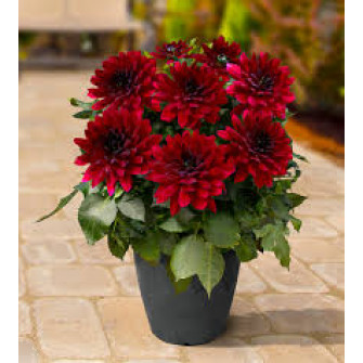 Красные георгины