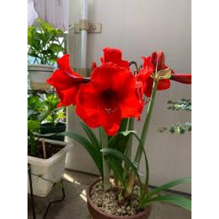 Амариллис в Макинске