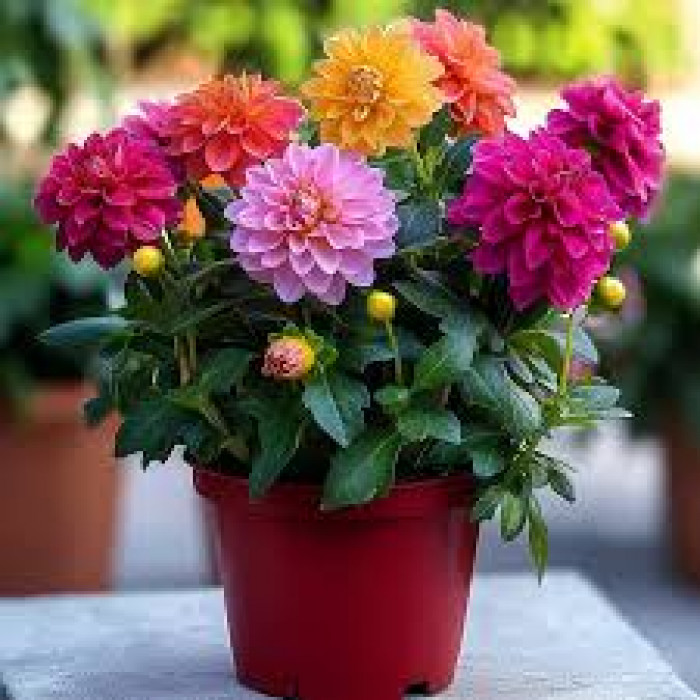 Георгины в Макинске