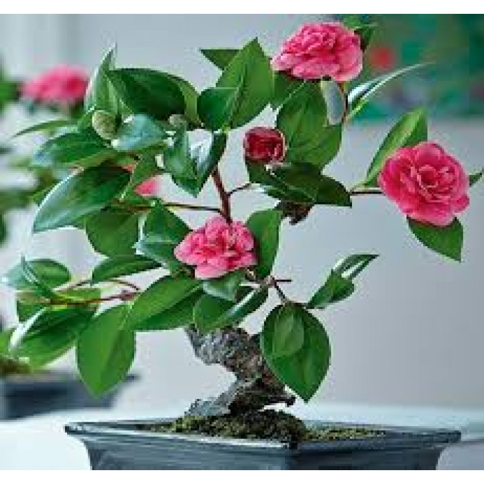 Камелия в Макинске