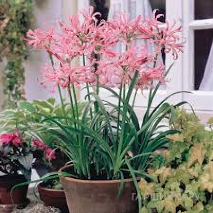 Нерине в Макинске