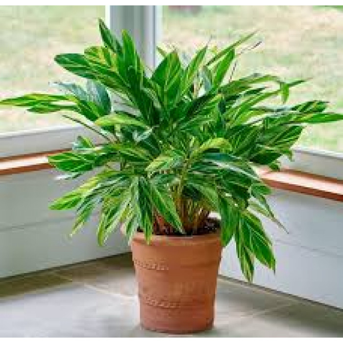 Альпиния в Макинске