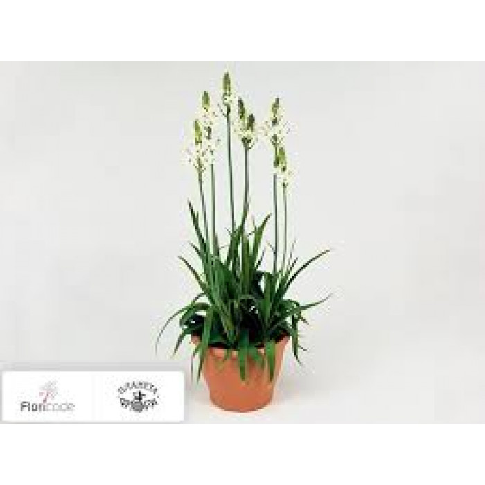 Орнитогалум в Макинске