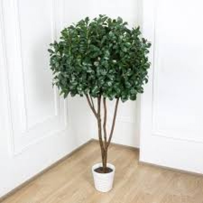 Рускус в Макинске