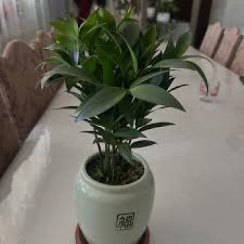 Рускус в горшке